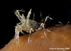 Landscape study of Tiger Shrimp. Taken with D200, 60mm le... by David Henshaw 